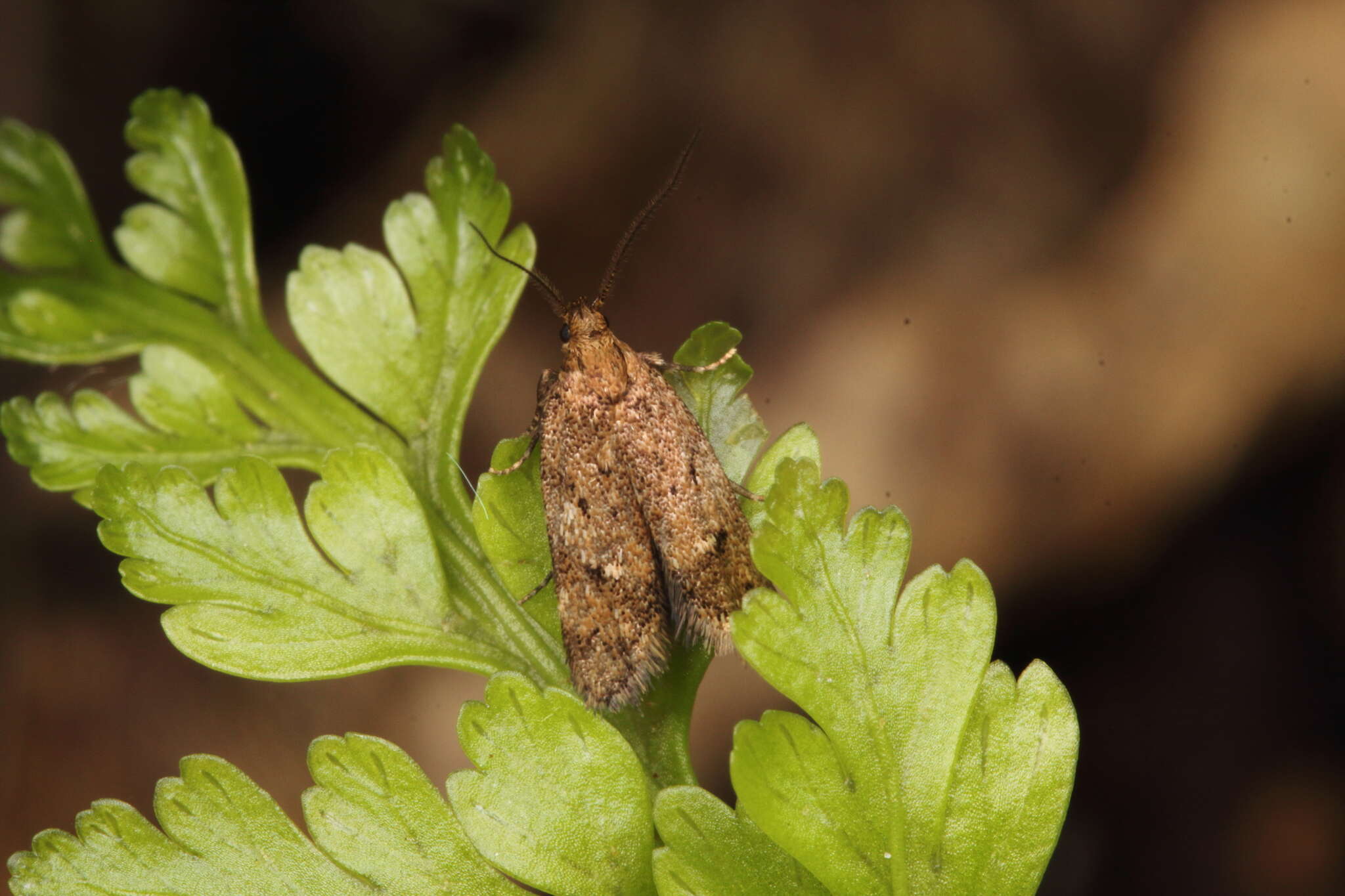 Image of Tingena fenestrata