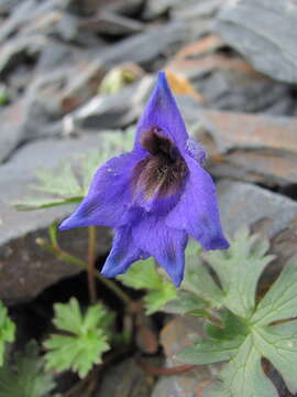 Image of Delphinium caucasicum C. A. Mey.