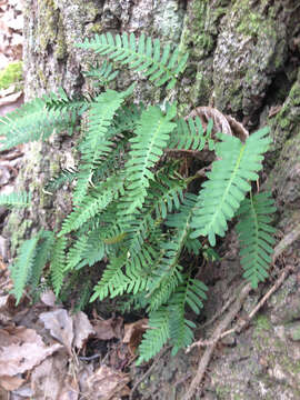 Image of resurrection fern