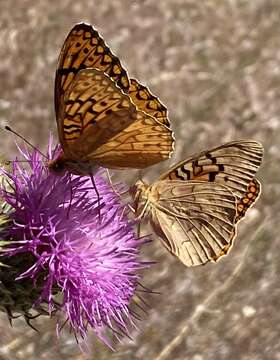 Image of Adiaste Fritillary