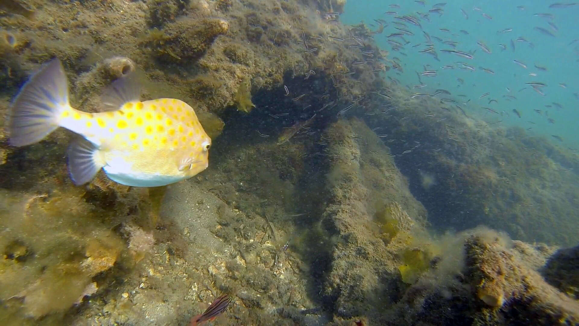 Image of Blue boxfish