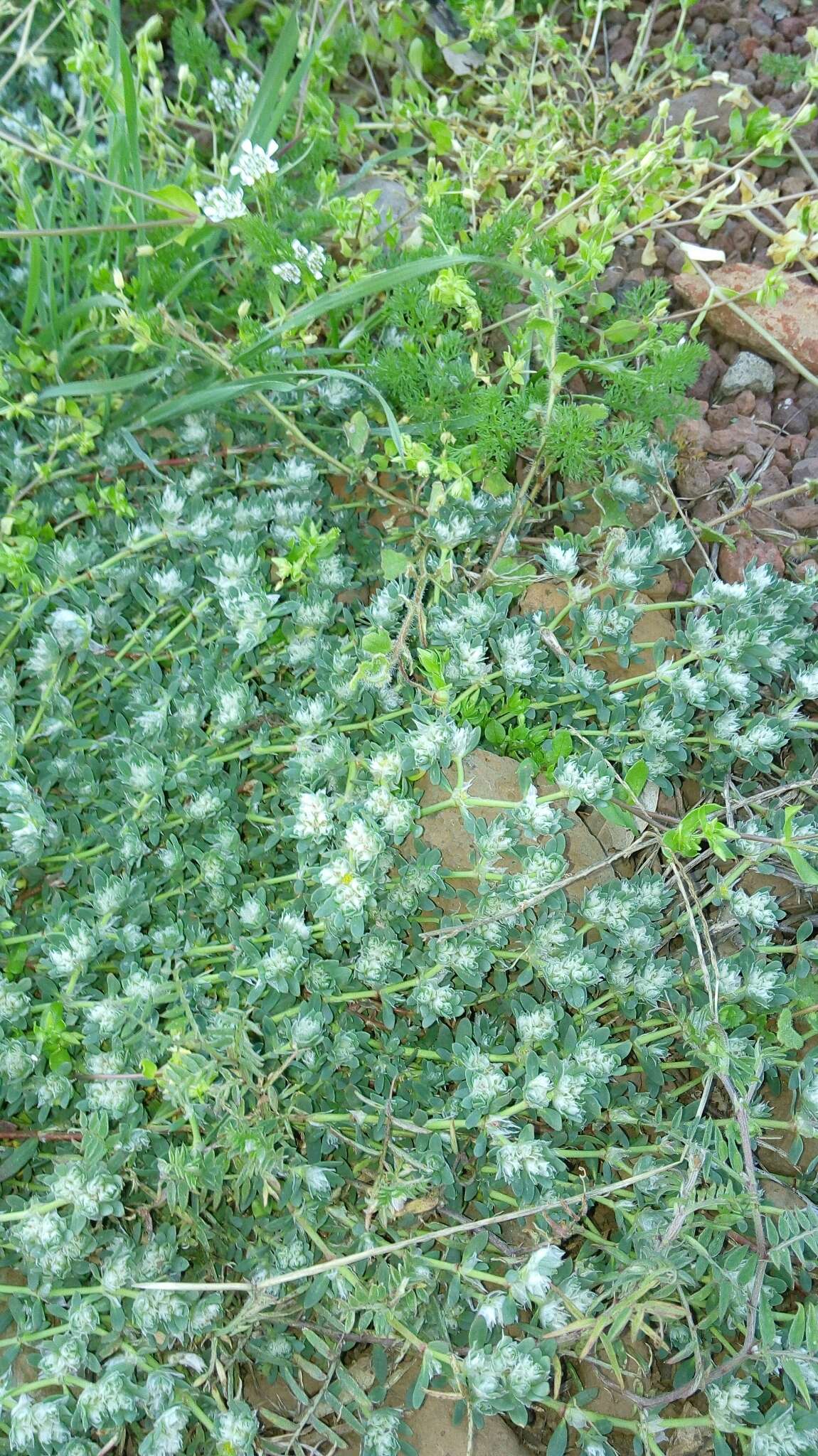 Plancia ëd Paronychia argentea Lam.