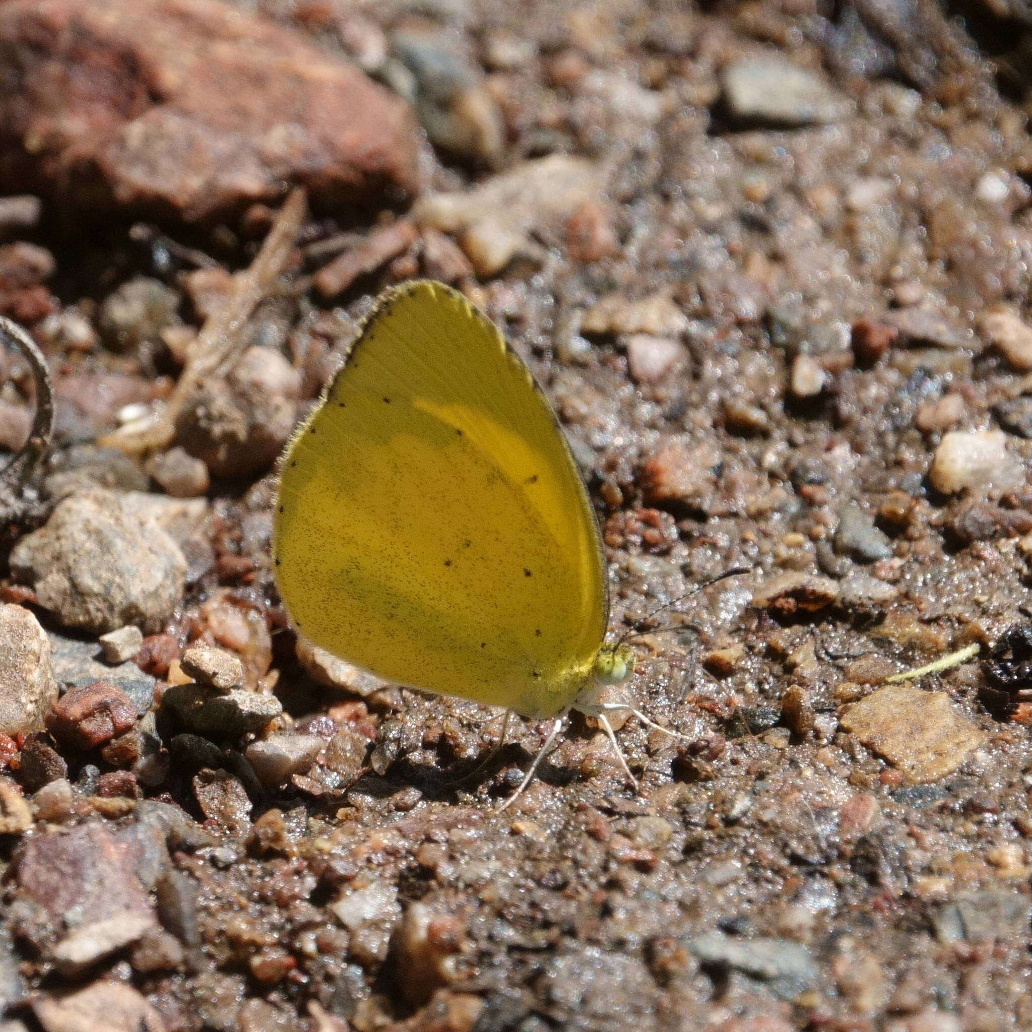 Eurema brigitta (Stoll (1780)) resmi