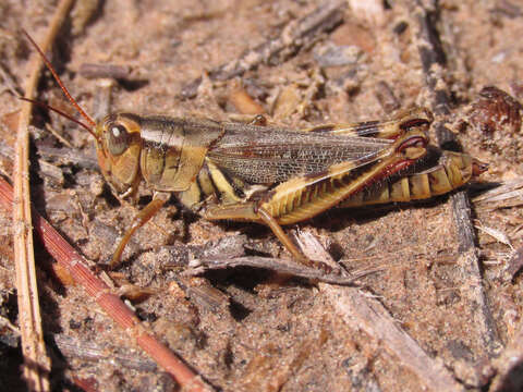 Melanoplus keeleri luridus (Dodge & G. M. 1876)的圖片