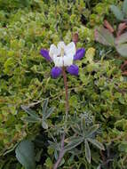 Plancia ëd Lupinus variicolor Steud.