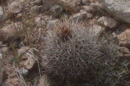 Sivun Echinofossulocactus tetraxiphus kuva