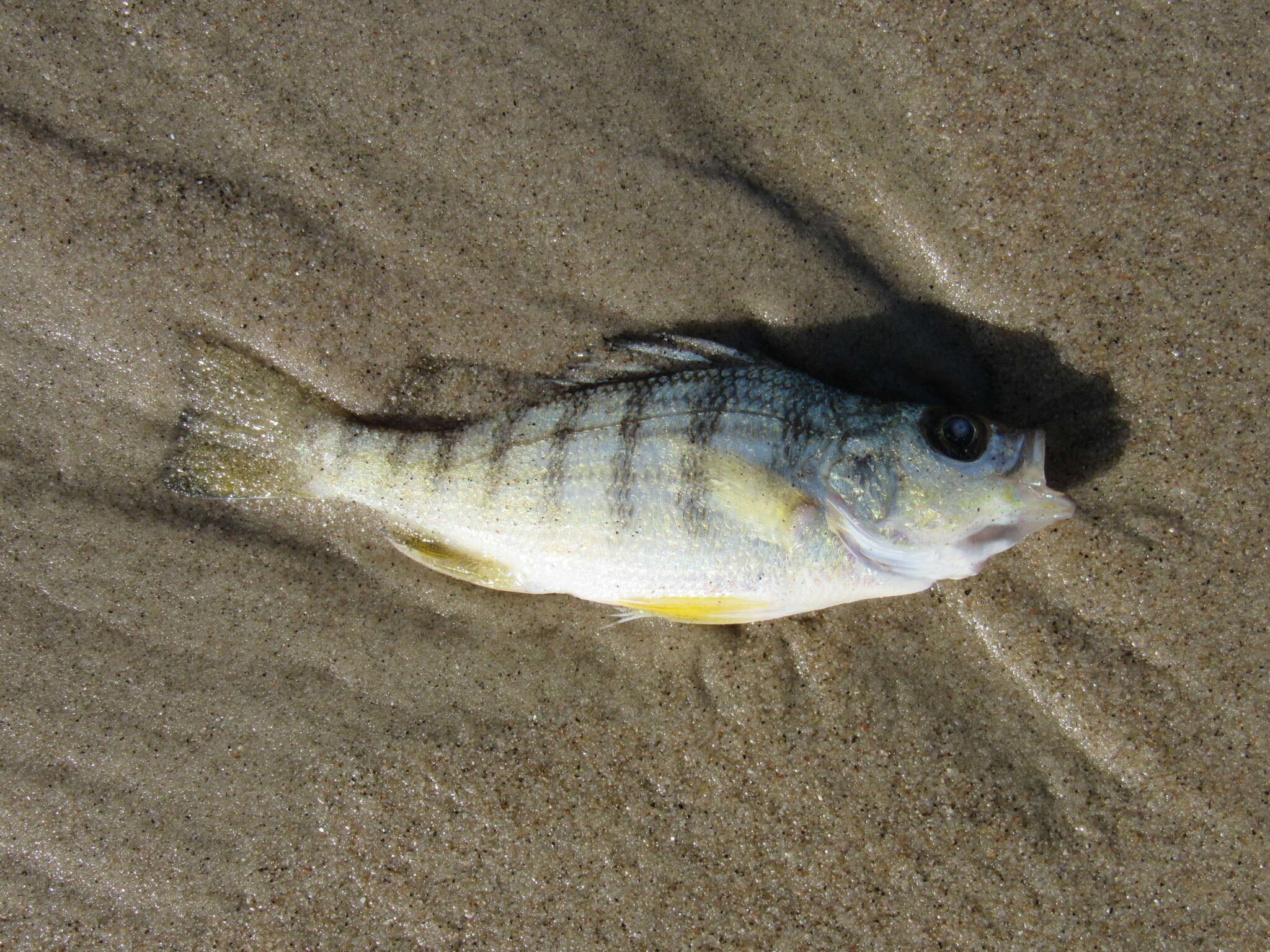 Image of Barred Grunt