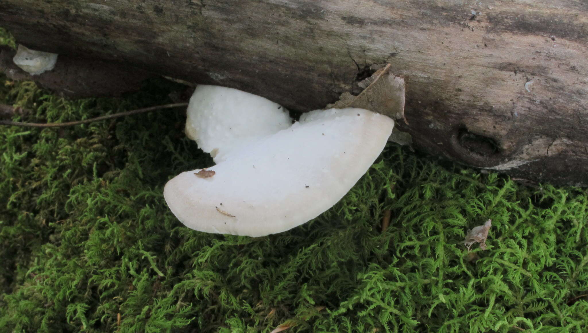 Image of White Cheese Polypore