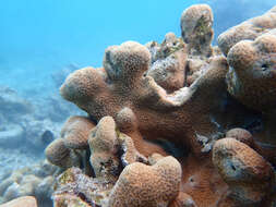 Image of Encrusting Sandpaper Coral