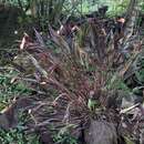 Image of Sobralia crocea (Poepp. & Endl.) Rchb. fil.