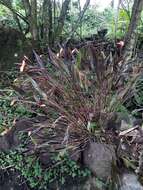 Image of Sobralia crocea (Poepp. & Endl.) Rchb. fil.