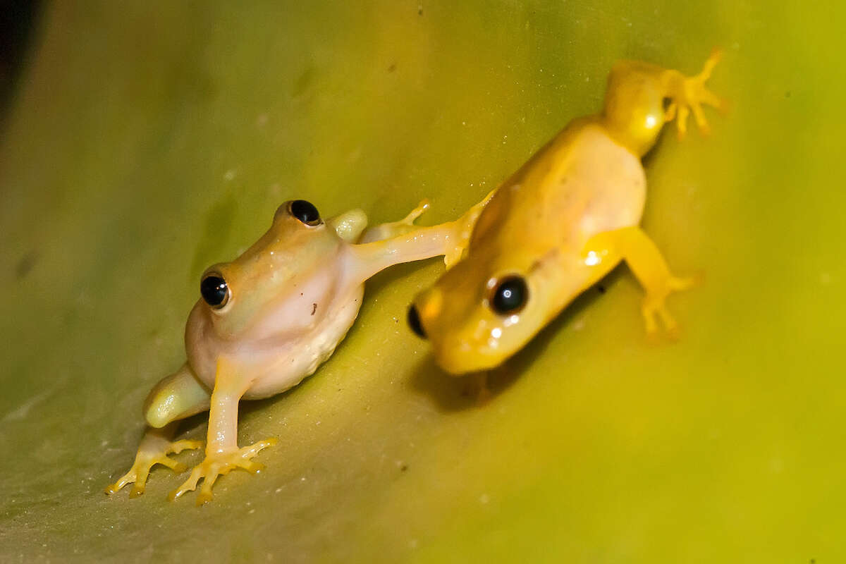 Слика од Phyllodytes luteolus (Wied-Neuwied 1821)