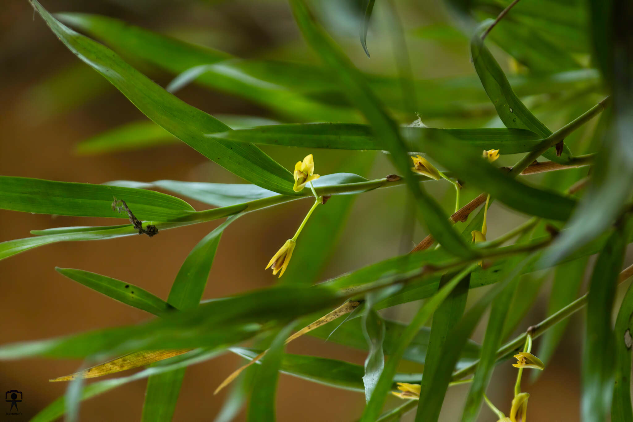 Dendrobium salaccense (Blume) Lindl.的圖片