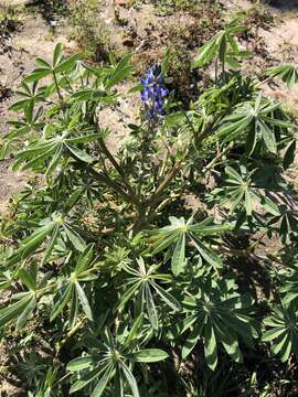 Image of Lupinus cosentinii Guss.