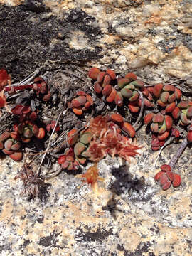 Image of Sierra stonecrop