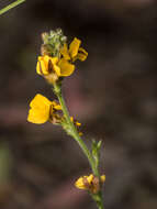 Image of Goodenia bellidifolia subsp. bellidifolia