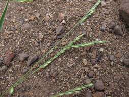 Image of Panicum subalbidum Kunth