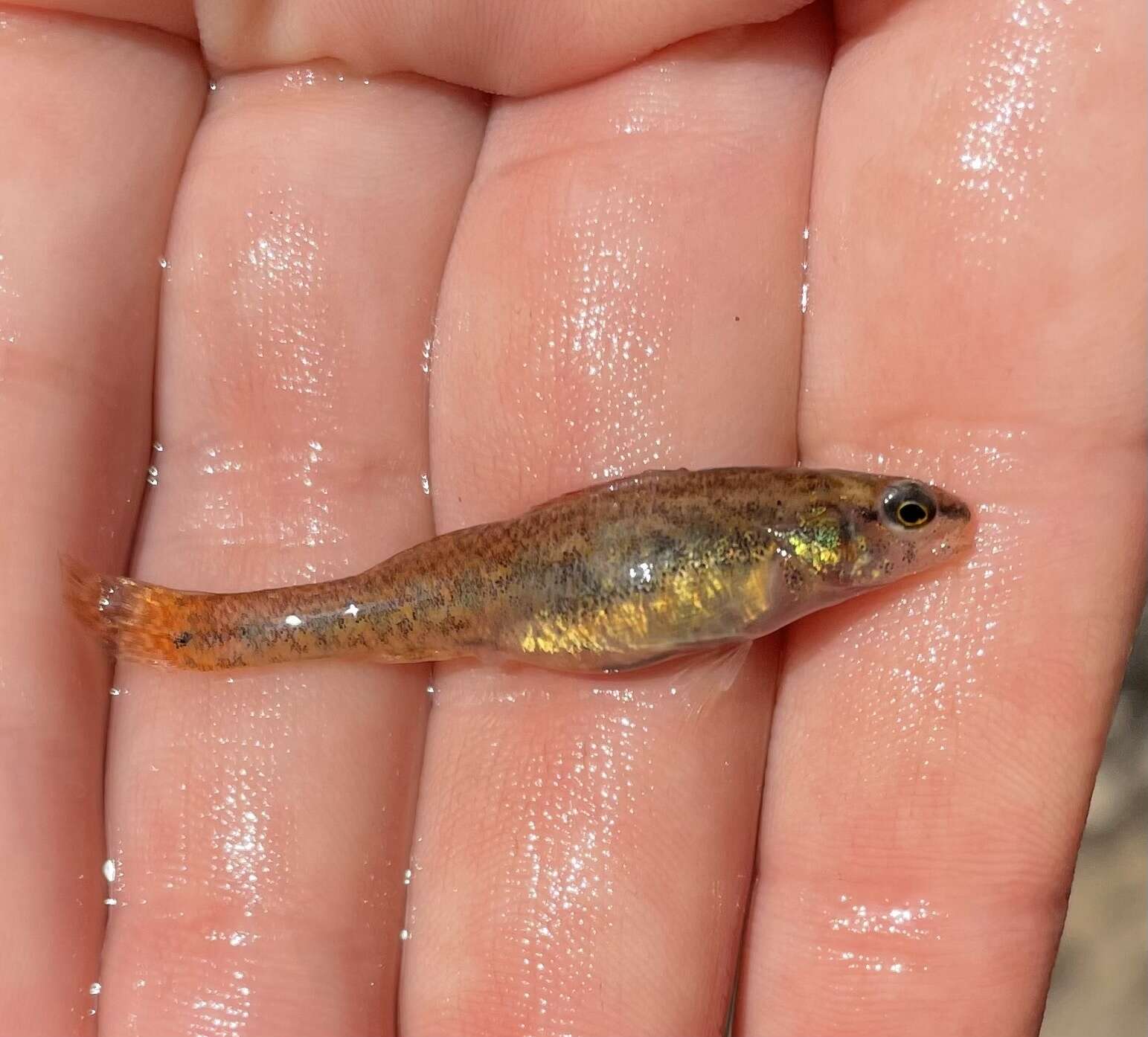 صورة Etheostoma gracile (Girard 1859)