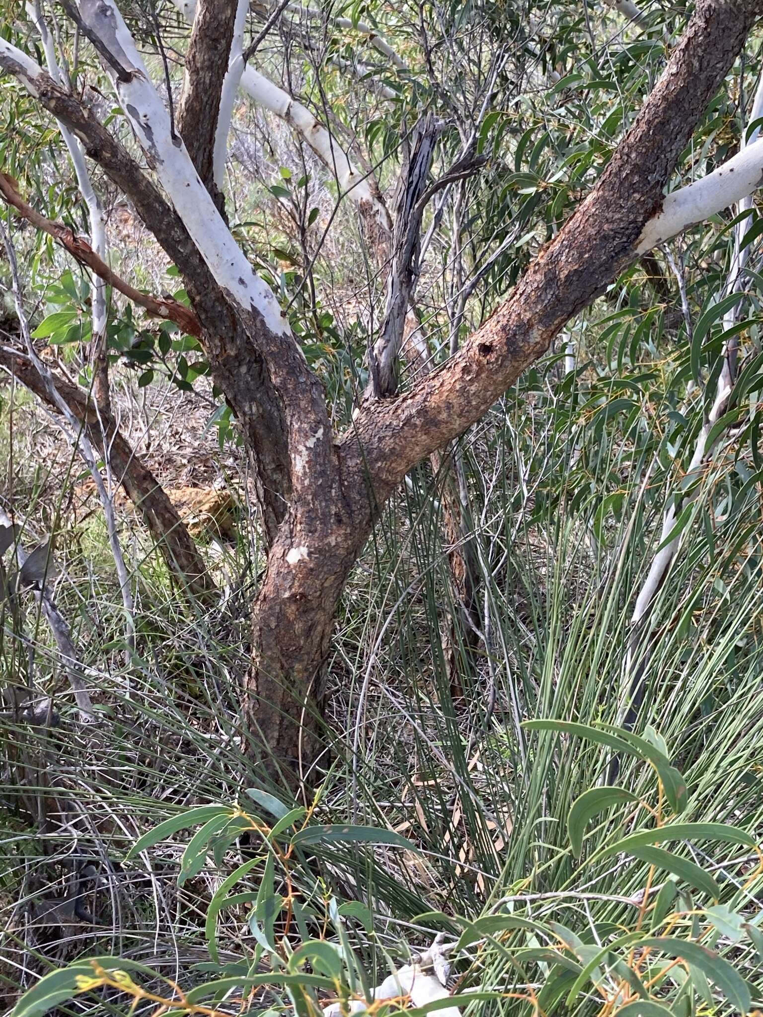 Image of Eucalyptus suberea M. I. H. Brooker & S. D. Hopper