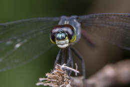 Image of Agrionoptera insignis (Rambur 1842)