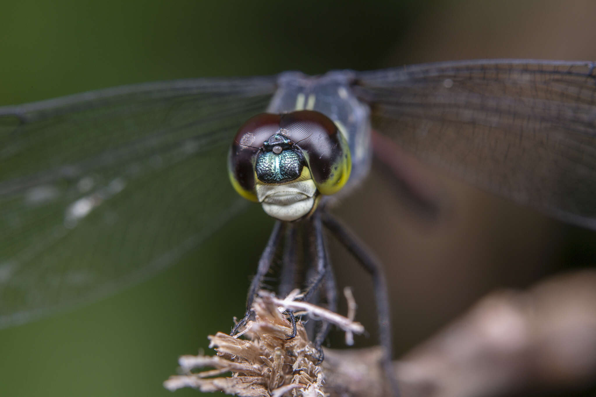 Image de Agrionoptera insignis (Rambur 1842)