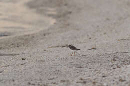 Image of Semipalmated Plover