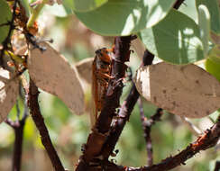 Okanagana arctostaphylae Van Duzee 1915 resmi