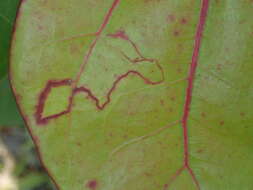 Sivun Enteucha basidactyla (Davis 1978) van Nieukerken 1986 kuva