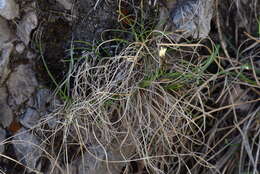 Image of Carex mucronata All.