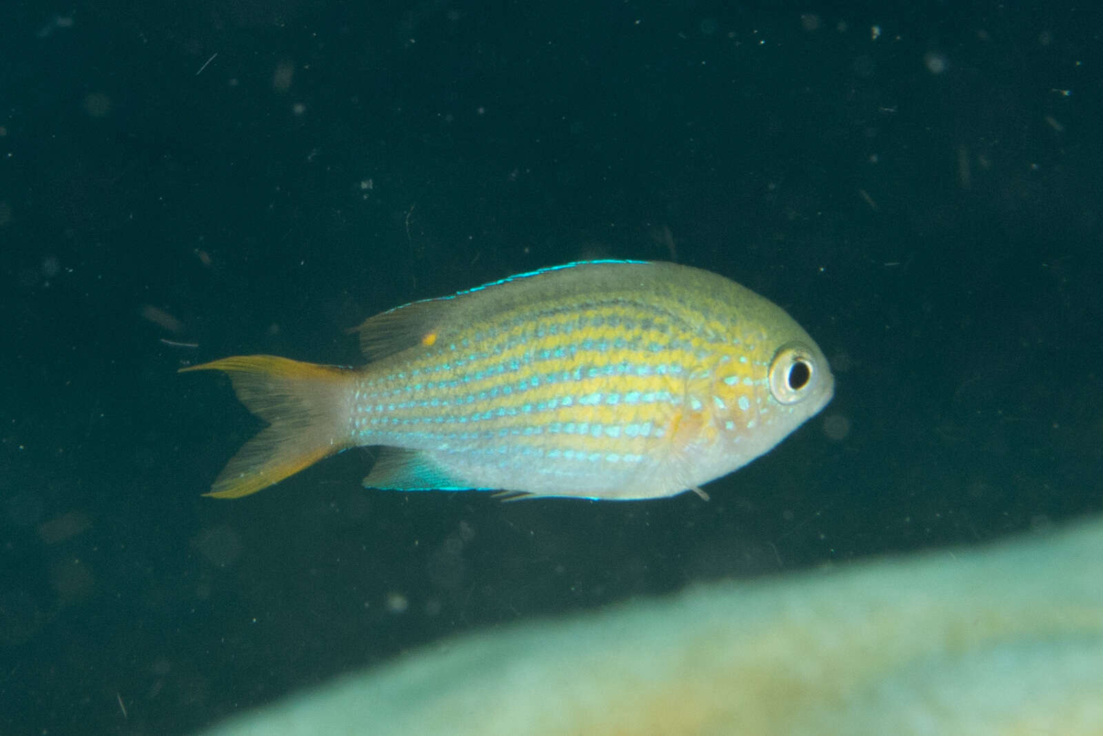 Слика од Pycnochromis lineatus (Fowler & Bean 1928)