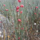 Plancia ëd Ephedra distachya subsp. distachya