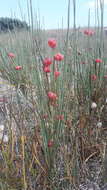 Image of Ephedra distachya subsp. distachya