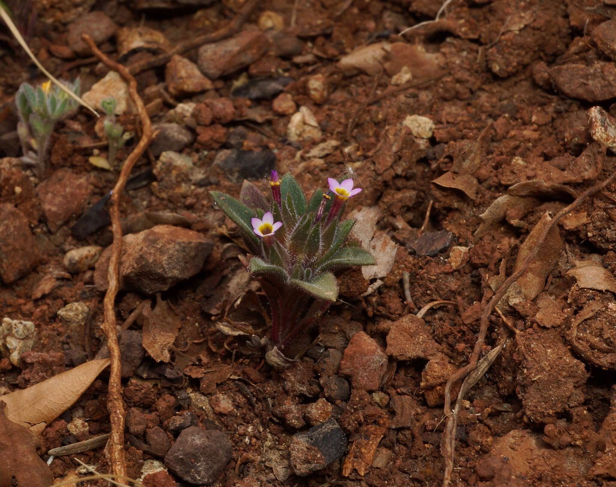 Image of serpentine collomia