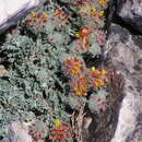 Image of Anthyllis tejedensis Boiss.