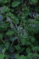 Image of Crassula cordata Thunb.