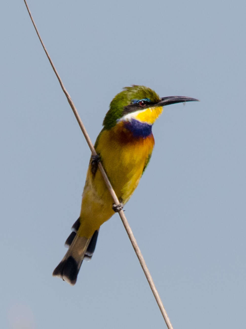 Image of Blue-breasted Bee-eater