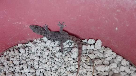 Image of Guerreran Leaf-toed Gecko