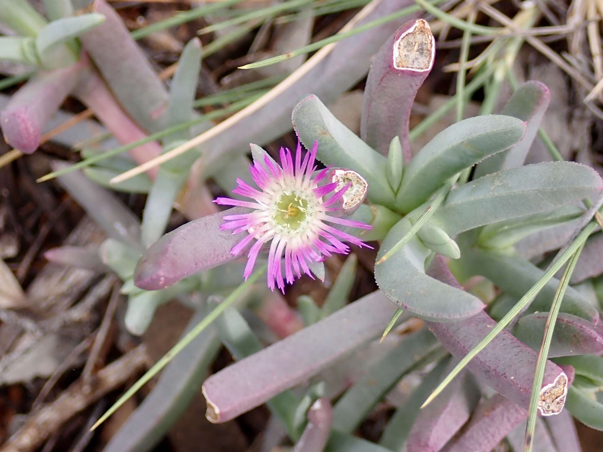 Sarcozona praecox (F. Müll.) S. T. Blake resmi