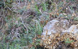 Image of Buff-throated Warbler