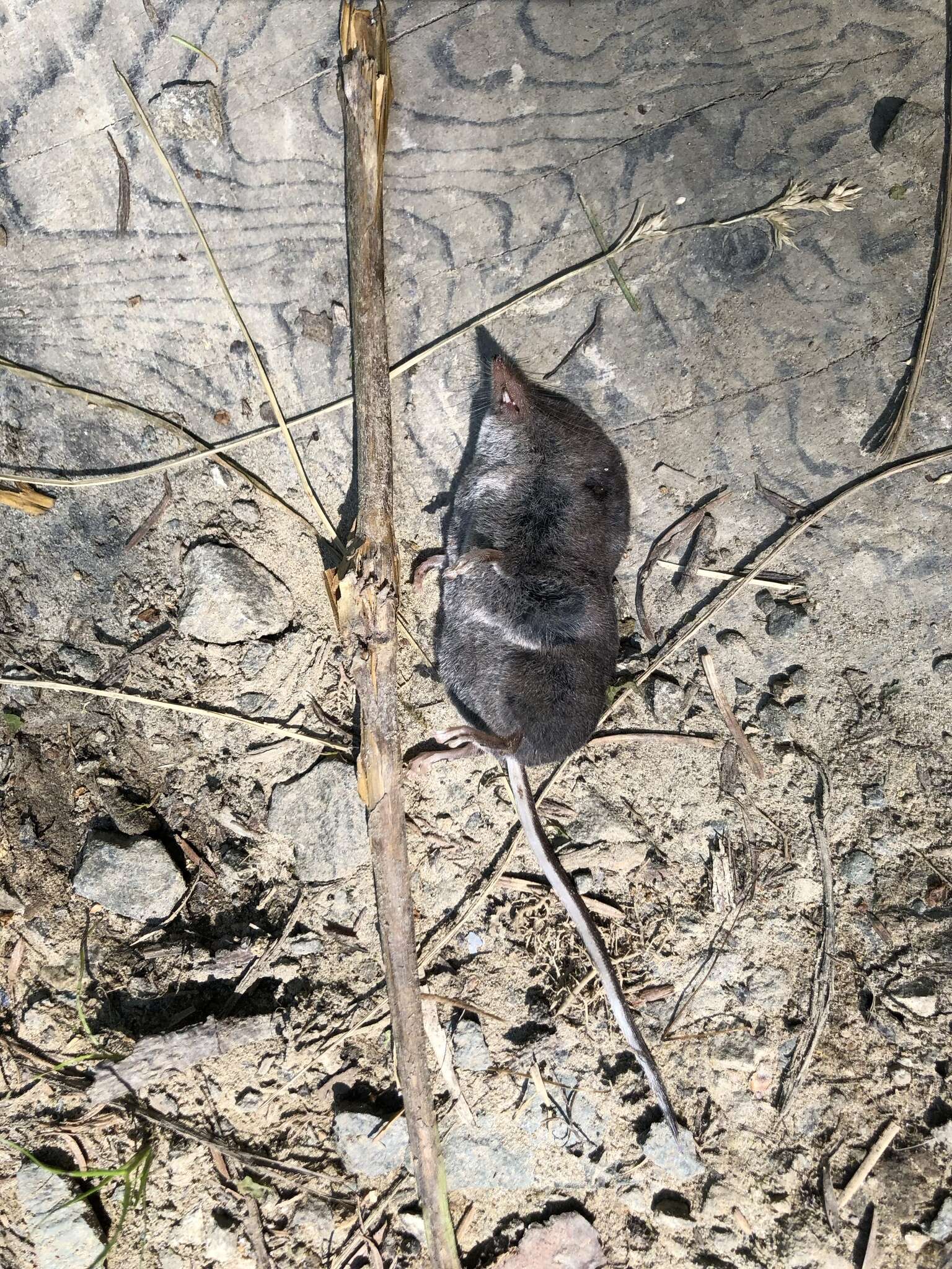 Image of Trowbridge's shrew