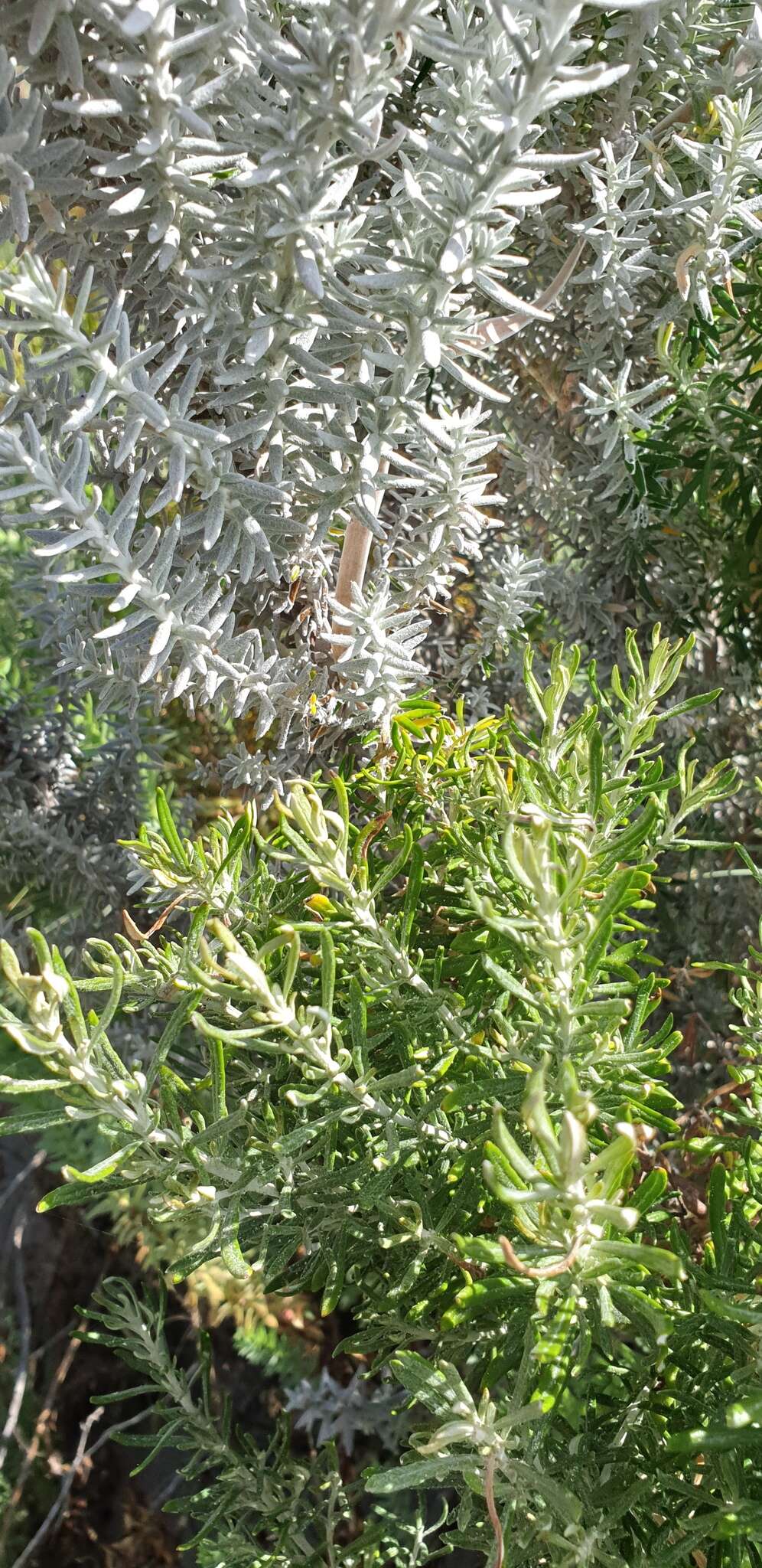 Слика од Ozothamnus cinerea (Labill.) A. A. Anderberg