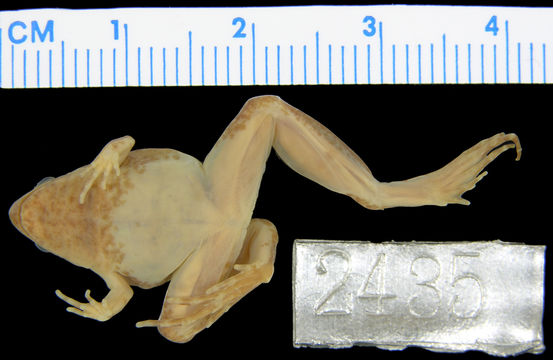269.a2435 m hainanensis s v jpg.580x360