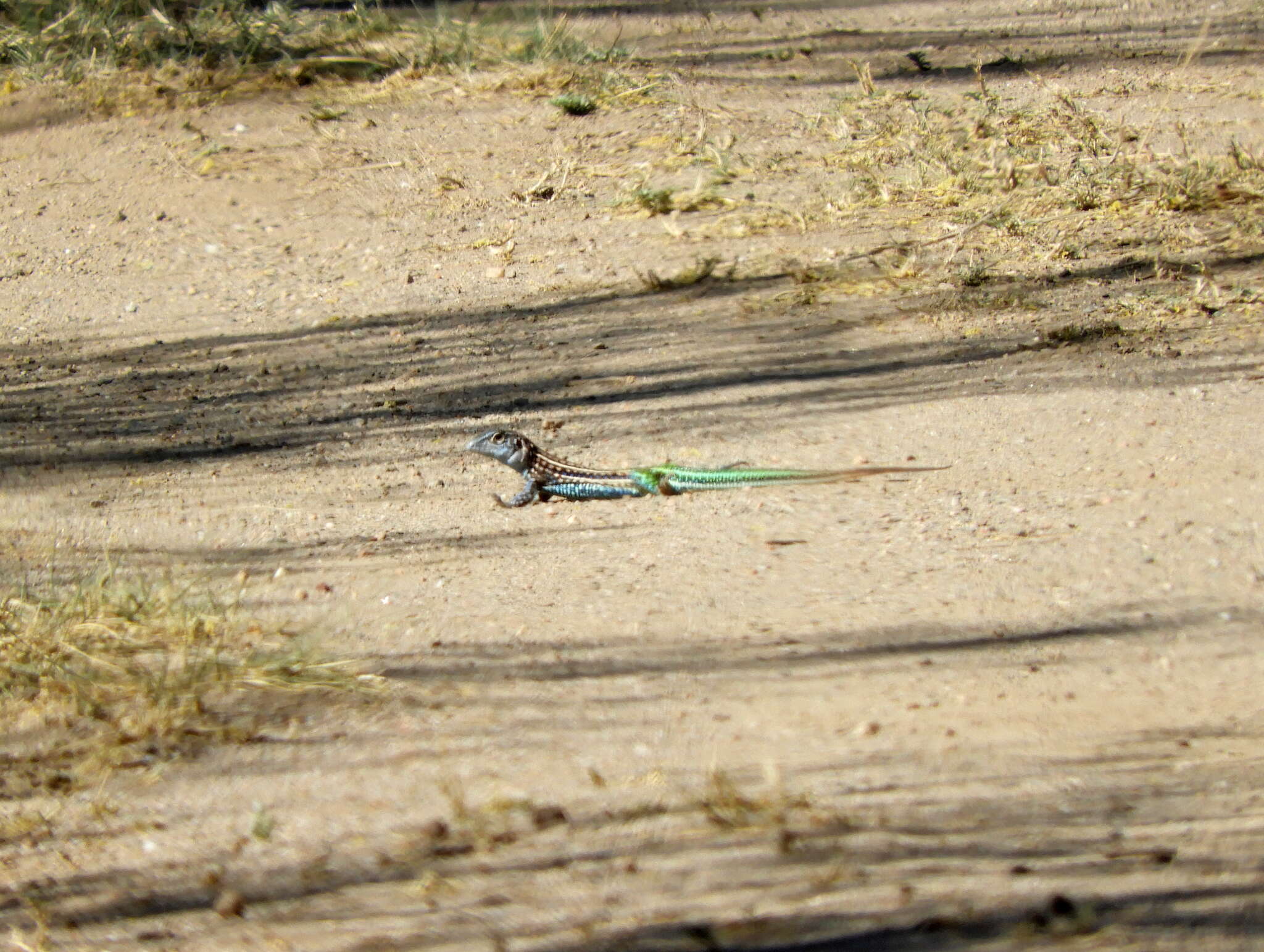 Image of Four-toed tegus