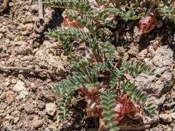 Image of freckled milkvetch