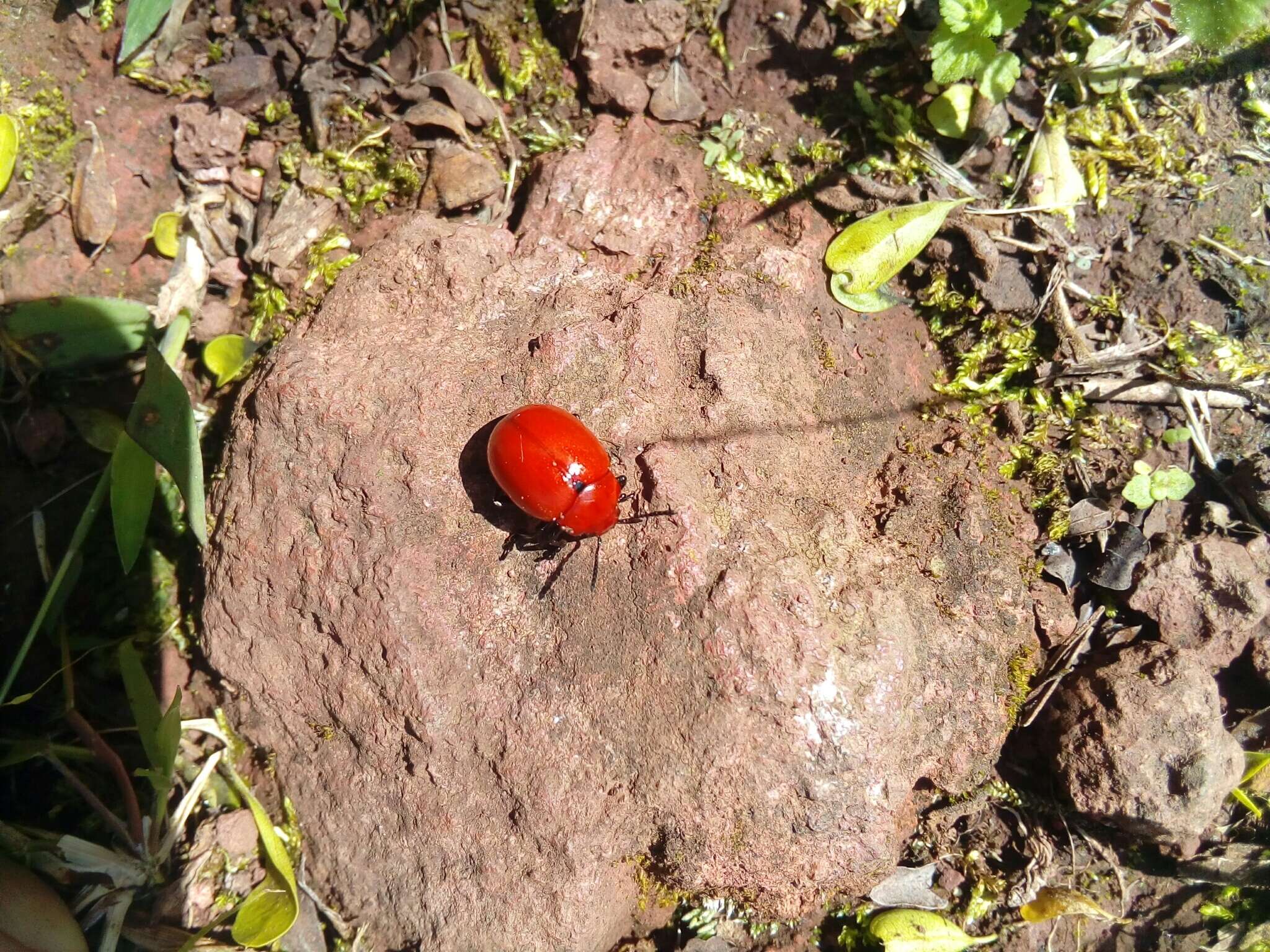 Imagem de Leptinotarsa rubiginosa (Rogers 1856)