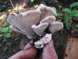 Image of Hydnellum peckii Banker 1912