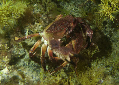 Imagem de Nectocarcinus integrifrons (Latreille 1825)