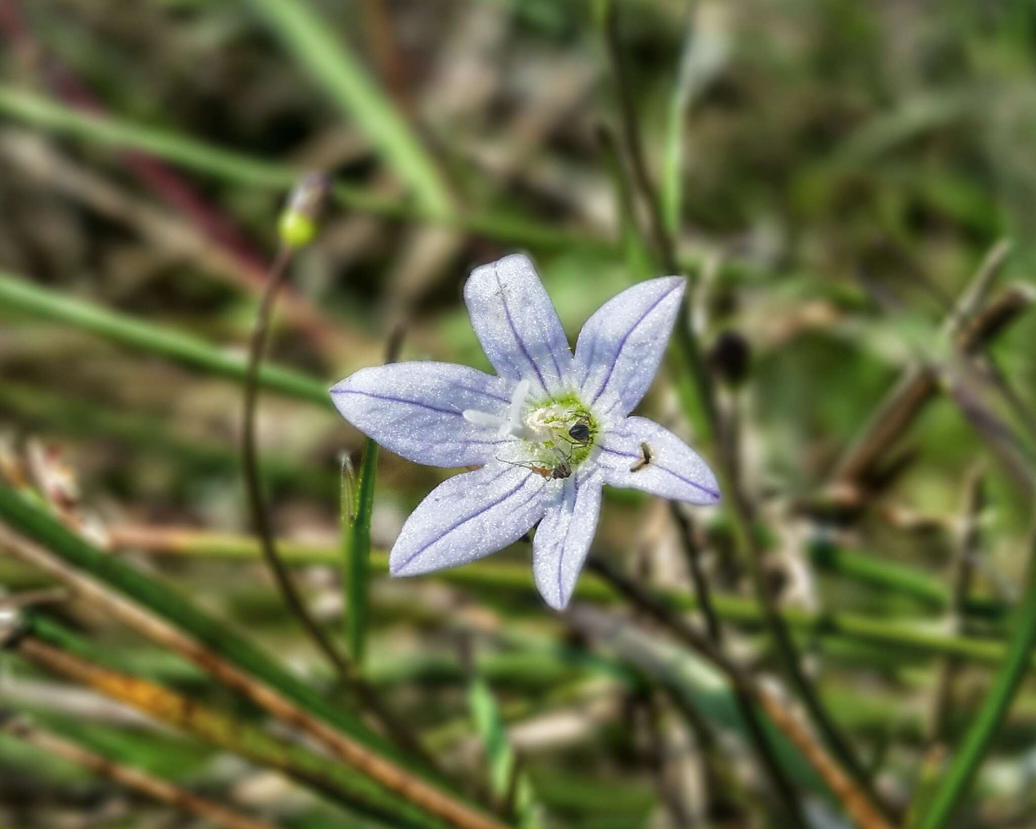 Image of Marsh Bellflower