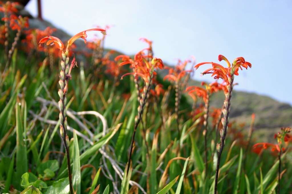 Plancia ëd Chasmanthe aethiopica (L.) N. E. Br.