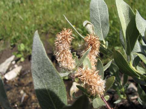 Salix wolfii Bebb的圖片